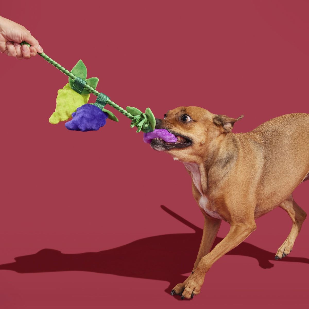 Chew The Grapevine Plush Tug Dog Toy