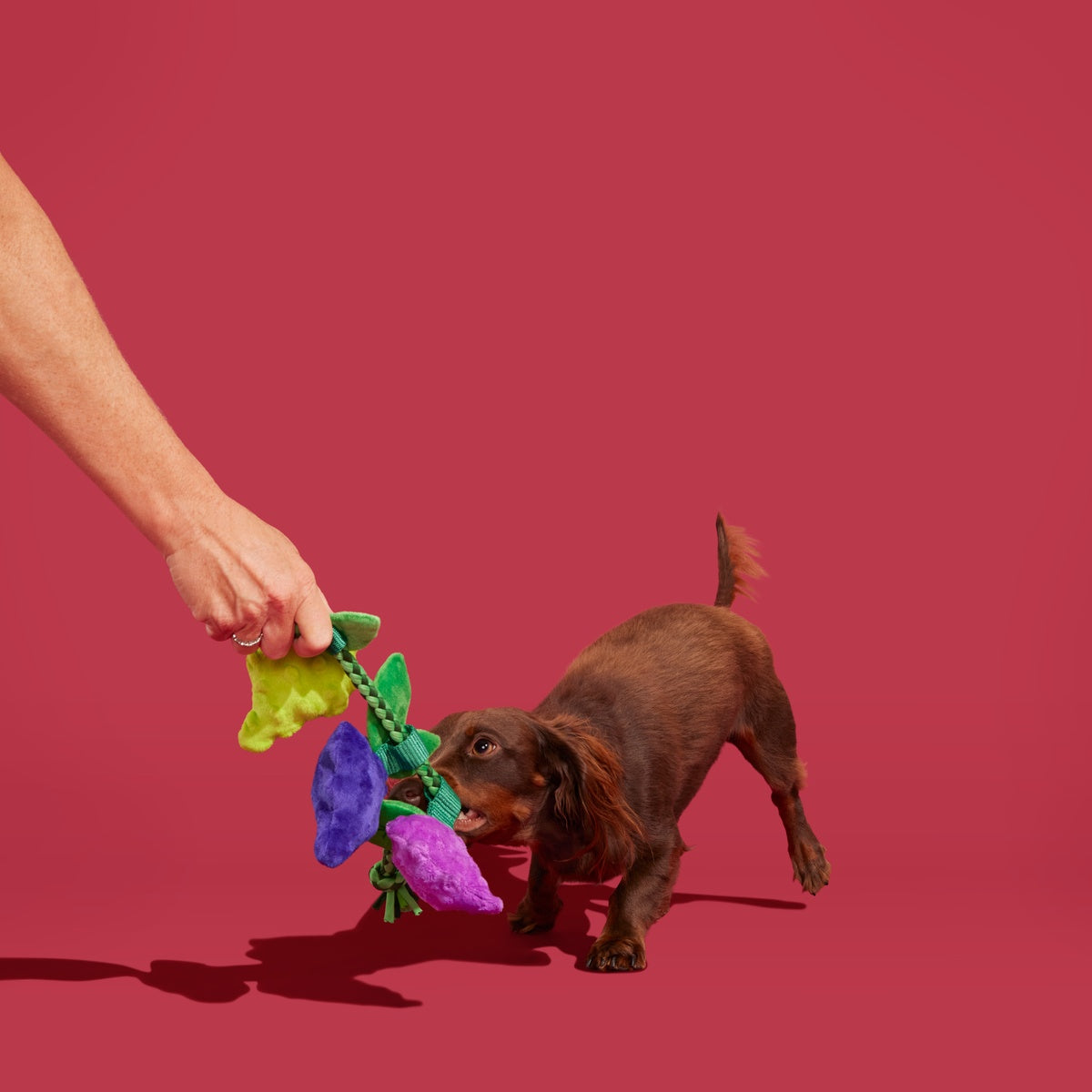 Chew The Grapevine Plush Tug Dog Toy